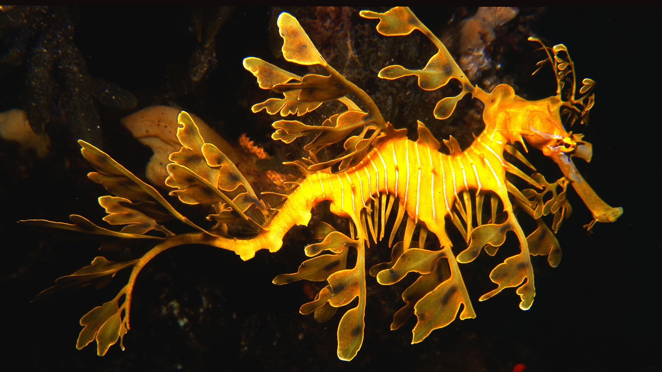 Leafy Sea Dragon