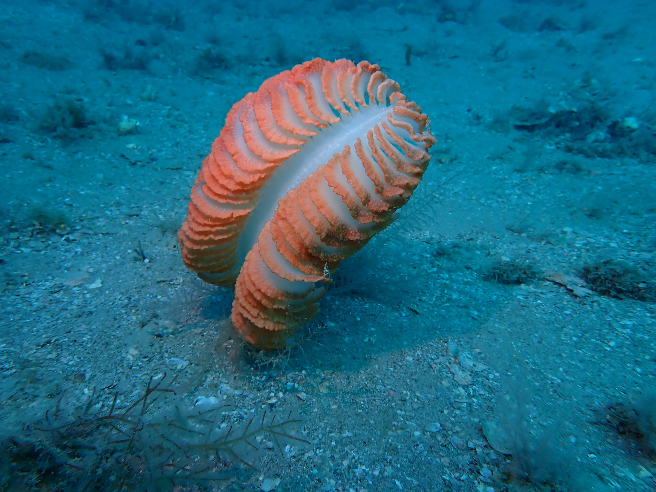 Photo from a Northern Outer Reef dive.